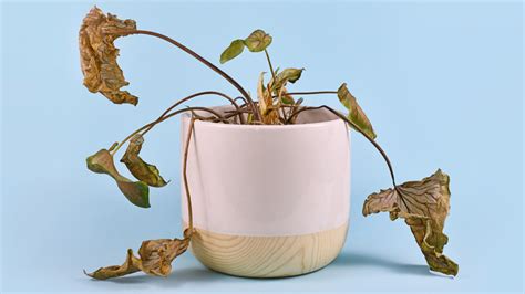 枯萎植物 風水|【植物風水】家の中で植物が枯れてしまった場合は風水目線で。